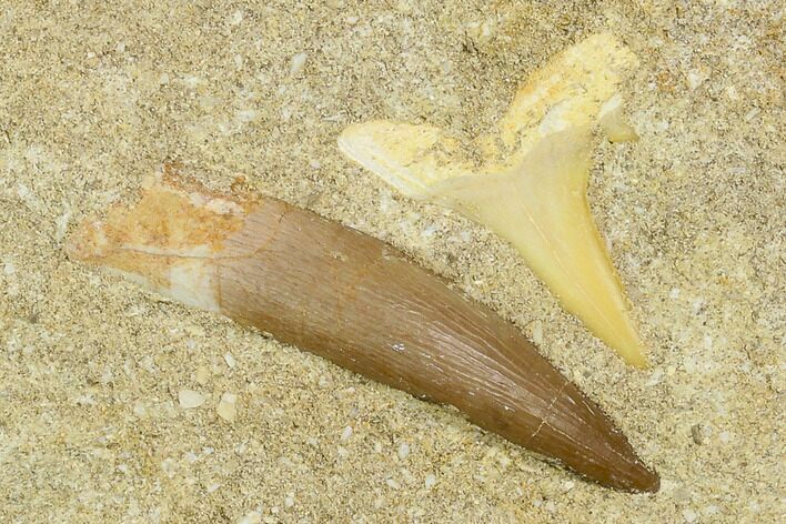 Fossil Plesiosaur, Shark Shark Tooth & Fish Verts - Morocco #119669
